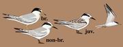 白额燕鸥 Little Tern