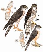 日本松雀鹰 Japanese Sparrowhawk