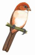 红头鸦雀 Rufous-headed Parrotbill