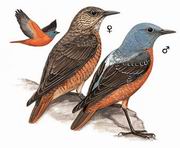 白背矶鸫 Rufous-tailed Rock-Thrush