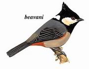 黑冠山雀 Rufous-vented Tit