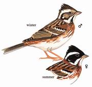 田鹀 Rustic Bunting