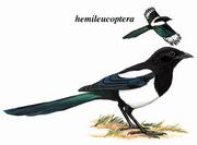 喜鹊 Black-billed Magpie