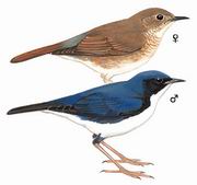 蓝歌鸲 Siberian Blue Robin