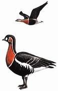 红胸黑雁 Red-breasted Goose