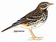 黄腹鹨 Buff-bellied Pipit