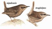 鹪鹩 Wren