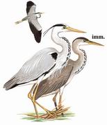 苍鹭 Grey Heron