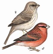 红腰朱雀 Red-mantled Rosefinch