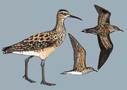 小杓鹬 Little Curlew