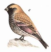 粉红腹岭雀 Asian Rosy-Finch