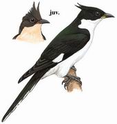 斑翅凤头鹃 Pied Cuckoo