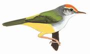 金头缝叶莺 Mountain Tailorbird