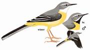 灰鹡鸰 Grey Wagtail