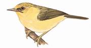 金头穗鹛 Golden Babbler