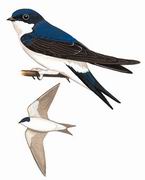 白腹毛脚燕 Northern House-Martin