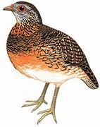 绿脚山鹧鸪 Scaly-breasted Partridge