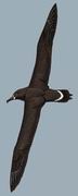 黑脚信天翁 Black-footed Albatross