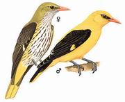 金黄鹂 Eurasian Golden-Oriole