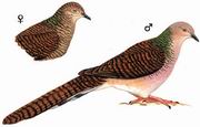 斑尾鹃鸠 Bar-tailed Cuckoo Dove
