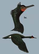 海鸬鹚 Sea Cormorant