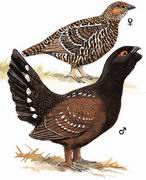 黑嘴松鸡 Spotted Capercaillie