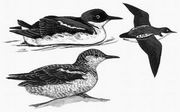 斑海雀 Long-billed Murrelet