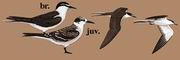 褐翅燕鸥 Bridled Tern