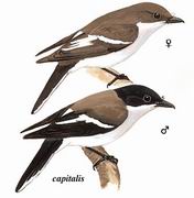 褐背鹊鵙 Brown-backed pied shrike