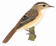 细纹苇莺 Streaked Reed-Warbler