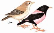 粉红椋鸟 Rosy Starling