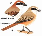 棕尾伯劳 Rufous-tailed Shrike