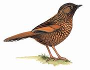 纯色噪鹛 Scaly Laughingthrush