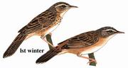 小蝗莺 Rusty-rumped Warbler