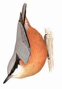 栗腹 Chestnut-bellied Nuthatch