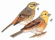 黄鹀 Yellowhammer