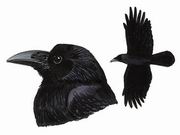 大嘴乌鸦 Large-billed Crow