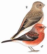 北朱雀 Pallas's Rosefinch