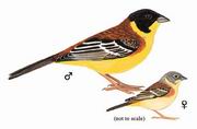 黑头鹀 Black-headed Bunting