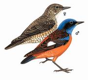 蓝头矶鸫 Blue-capped Rock-Thrush