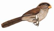 褐鸦雀 Brown Parrotbill