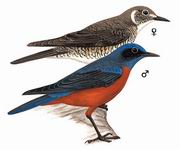 栗腹矶鸫 Chestnut-bellied RockThrush