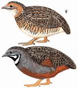 蓝胸鹑 Blue-breasted Quail