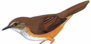 高山短翅莺 Russet Bush-Warbler