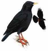 黄嘴山鸦 Yellow-billed Chough