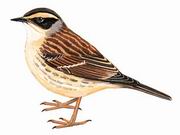 棕眉山岩鹨 Siberian Accentor