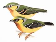 栗喉鵙鹛 Chestwect-Turoated Shrike Babbler