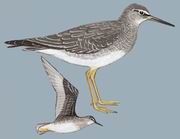 漂鹬 Wandering Tattler