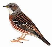 高原岩鹨 Rufous-streaked Accentor