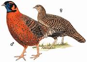 红胸角雉 Satyr Tragopan